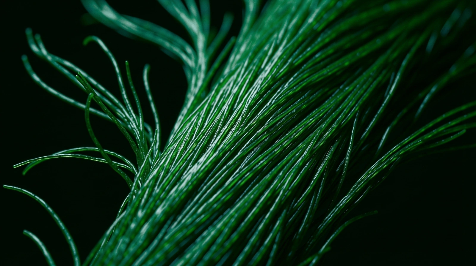 Macro botanico